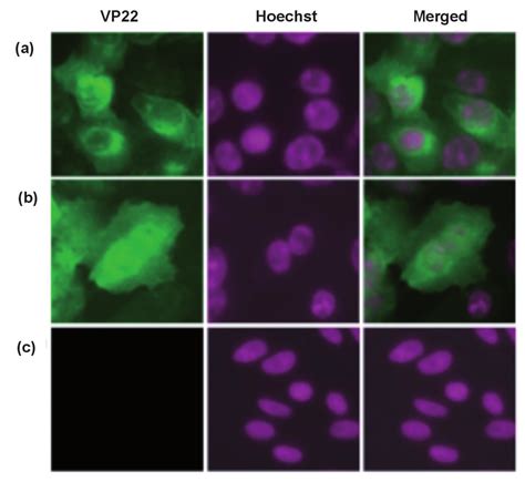 If Assay Of The Native Vp Protein In Hsv Infected Vero Cells