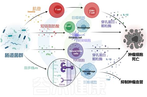 肠道微生物群与五种癌症的相互作用：致癌 治疗 预后幽门螺杆菌微生物群结直肠癌肠道菌群乳腺癌癌症肠道致癌药物 健康界