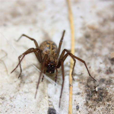 Hobo Spider Stl Pest Control