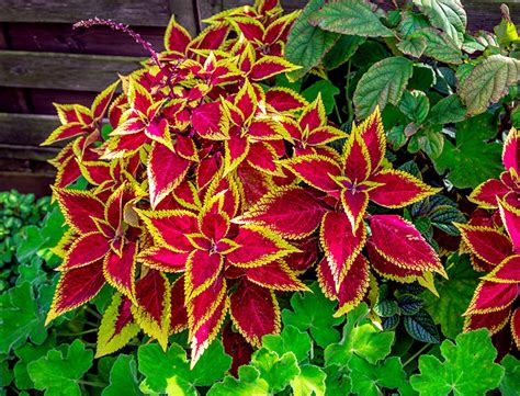 Coleus Plant Guide How To Grow Care For Plectranthus Scutellarioides