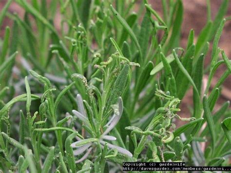 Garden Pests And Diseases Red Bugs Noshing On My Lavenders Leaves 1