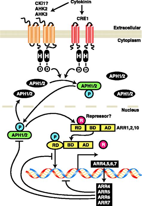 Phosphorelay And Transcription Control In Cytokinin Signal Transduction