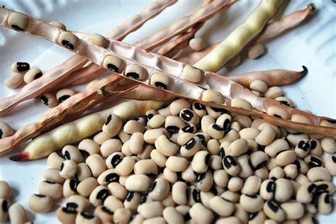 How To Grow Cowpeas Black Eyed Peas