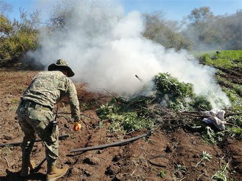 Destruyen Cuatro Plant Os En Sinaloa Dos De Amapola Y Dos De Mariguana