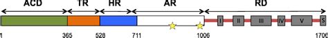 Figure 1 From Translocation And Calmodulin Activation Of The Adenylate