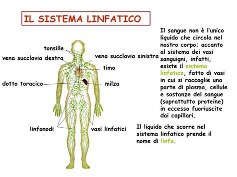 Apparato Circolatorio Diapositive1