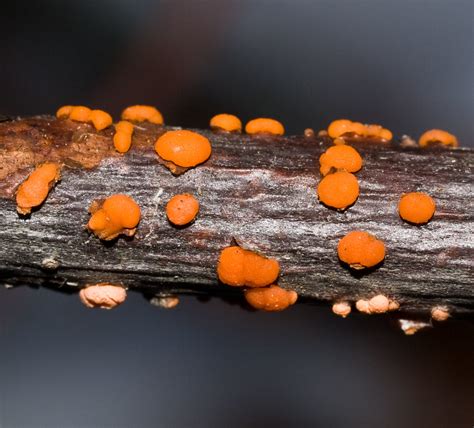 Nectria Cinnabarina Coral Spot Fungus A Photo On Flickriver