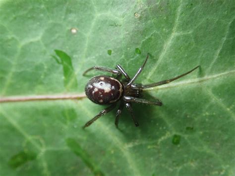 Steatoda Grossa Steatoda Grossa Lloyd Davies Flickr