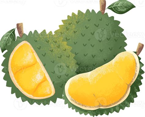 Collection Of Durian Watercolor Elements 46434835 PNG