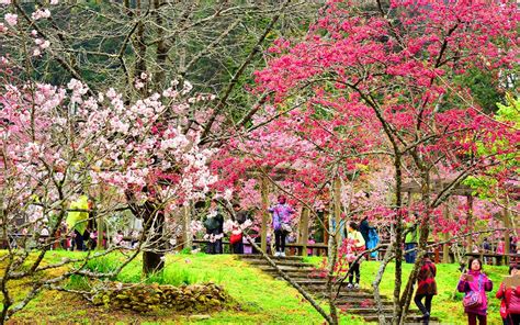 阿里山櫻花季1日－阿里山賞櫻、阿里山賓館午餐－高雄出發 山富旅遊