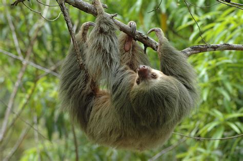 Manuel Antonio Guided Tour Tucanes Tours