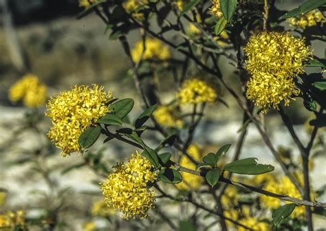 Pomaderris Andromedifolia Edit Australian Plants Society