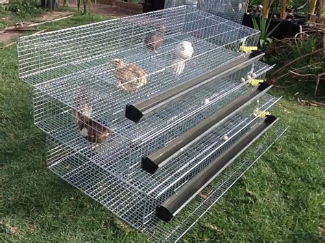 Quail Brooders Quail Incubators Quail Cages Quail Equipment Quail