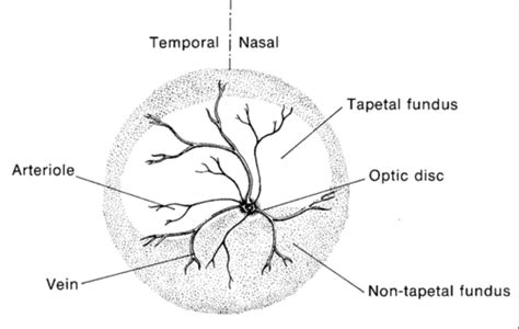 Retina Vitreous And Optic Nerve Flashcards Quizlet