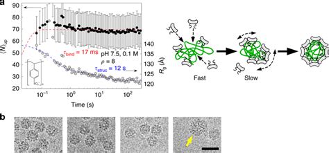 Self-assembly dynamics of PSS-filled capsids.... | Download Scientific ...