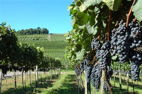 N O T O Longe O Vale Dos Vinhedos Abriga Mais De Tr S Dezenas De Vin