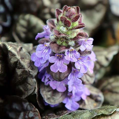 Ajuga Reptans Black Scallop Bugle Rampante Couvre Sol Vivace