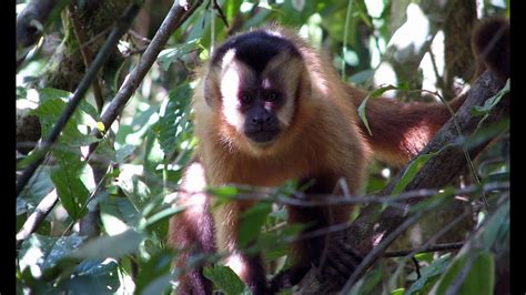 Macaco Prego O Mestre Do Improviso Video Vídeoviral Youtube