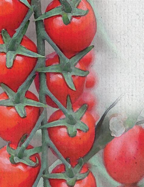 Catálogo De Tomates 2023 By Meridiem Seeds Issuu