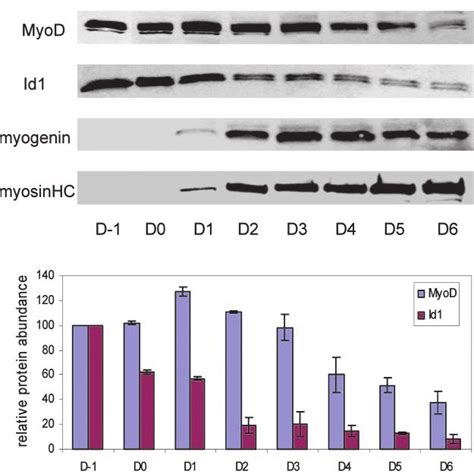 Half Life Of Exogenous MyoD And Id1 In C2C12 Myoblasts 18 H After