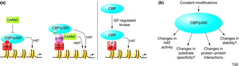 A Coactivator Code For Transcription Trends In Biochemical Sciences