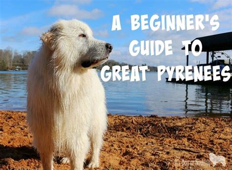 Great Pyrenees Info A Beginners Guide