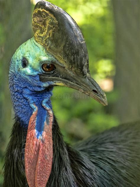 Portrait Of A Male Southern Cassowary Cassuarius Casuarius Full Of