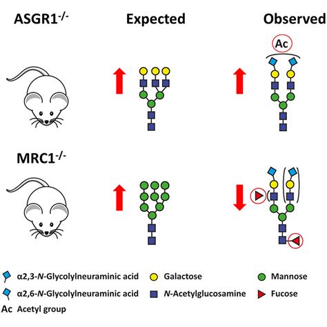 Impact Of Asialoglycoprotein Receptor And Mannose Receptor Deficiency