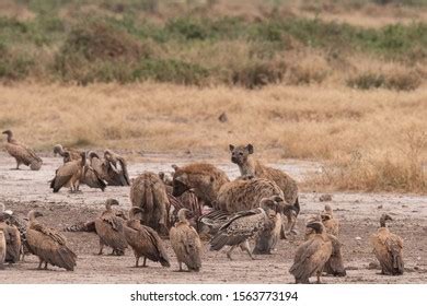 Hyena Zebra Kill Photos and Images | Shutterstock