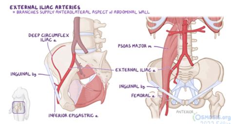 Arteries And Veins Of Pelvis Flashcards Quizlet