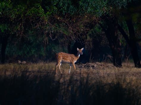 Chital Deer Mammal Spotted - Free photo on Pixabay - Pixabay