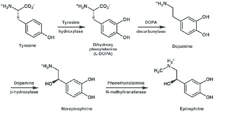 The L Dopa And Dopamine Metabolic Pathways Download Scientific Diagram