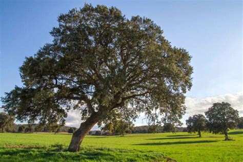 20 Different Types of Oak Trees