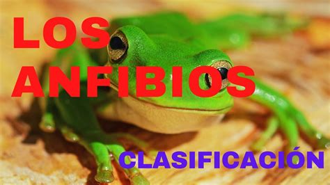 Clasificaci N De Los Anfibios Y Sus Caracter Sticas Youtube