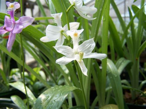 Mt. Cuba Center | Native orchids for the garden - Mt. Cuba Center