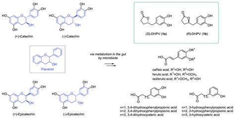 Structures Of Catechin Epicatechin And Metabolites Including Download Scientific Diagram