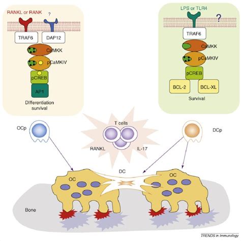 Ca Signalling Regulates Il Promoter Activity In T Cells A Owing