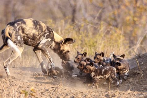 12 adorable wild dog puppies! - Africa Geographic