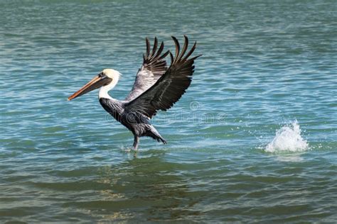 Pelican Landing in the Water in Florida Stock Photo - Image of birds ...