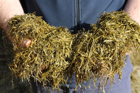 Boosting The Value Of Late Cut Silage Agriland Ie