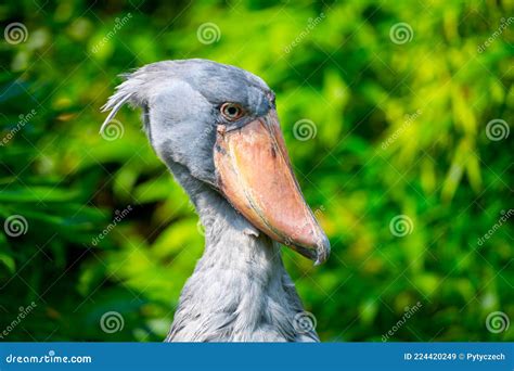 Shoebill - Funny Stork in the Greenery Stock Image - Image of tropical ...