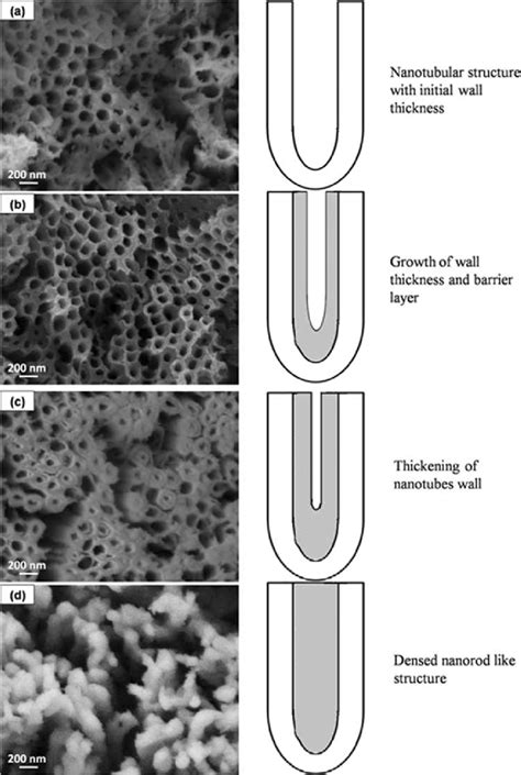 Fesem Images And Schematic Diagram Of Tio 2 Nanotube Wall Thickening Of Download Scientific