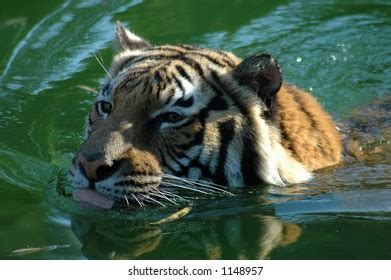 Bengal Tiger Swimming River Stock Photo 778762555 | Shutterstock