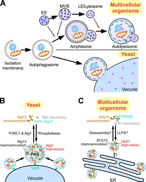 Liquidliquid Phase Separation In Autophagy Pmc