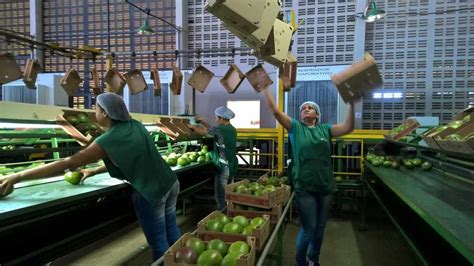 Vale do São Francisco puxa exportações brasileiras de frutas que podem