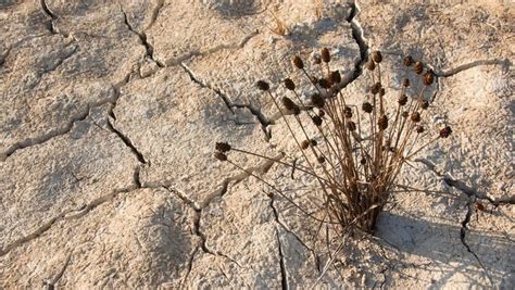 Comment sauver une plante desséchée Plante Paysagiste Jardinage