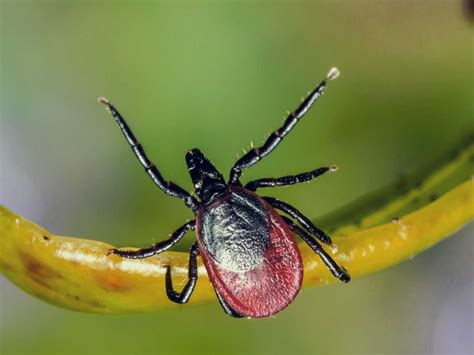 Soñar con Garrapatas Significado de los Sueños MiSabueso