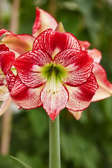 Not Born Yesterday! | Go Beyond the Traditional with Unique Amaryllis ...