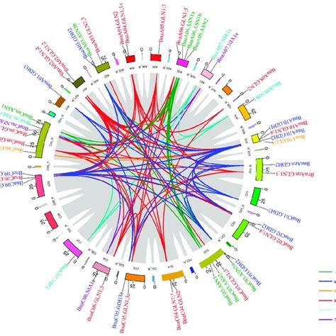 Schematic Representations For The Chromosomal Distribution And