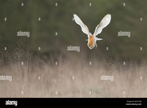 Barn Owl Tyto Alba Swooping On To Mouse Prey Uk March Stock Photo